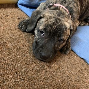 Meet your Posher, Collin